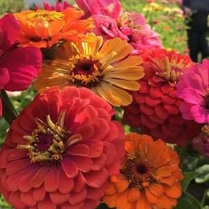 Meet your Posher, Sandi